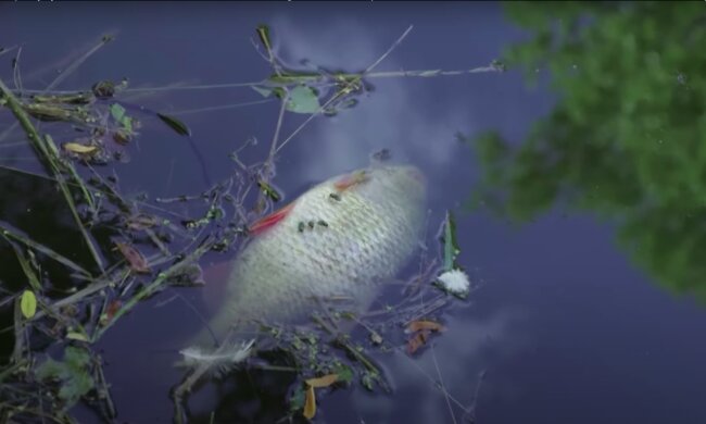 Skażona Odra / YouTube:  Telewizja Republika