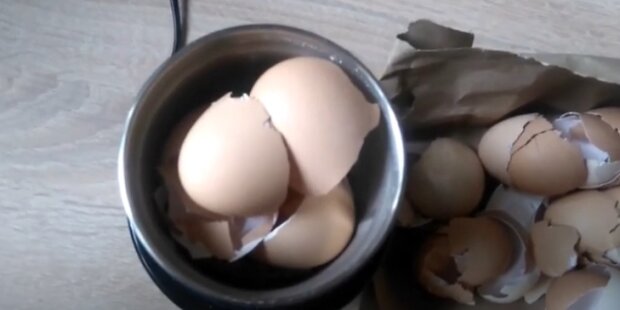 Skorupki od jajek. Źródło: Youtube