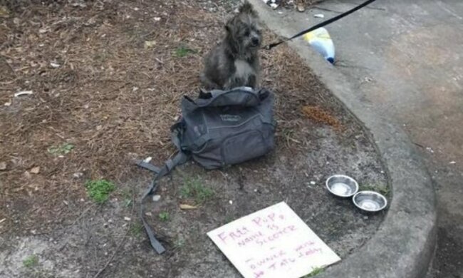 Bezdomny pies/screen TheDodo