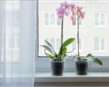 Sadzenie orchidei, aby zrobić szklarnię z jednej rośliny