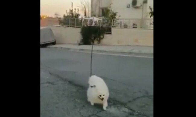 W sieci zawrzało na widok tego nagrania. Aż trudno uwierzyć, w jaki sposób pewna kobieta wyprowadzała swojego psa podczas trwania kwarantanny