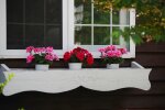 Pelargonia/Pexels