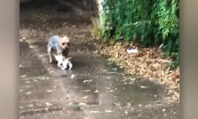 Bohaterski pies ratuje małe, bezbronne stworzonko. Właścicielka psa wszystko nagrała