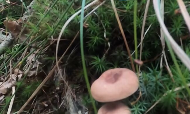 Grzyby, screen Youtube @bonkol