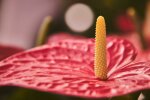 anturium @pexels