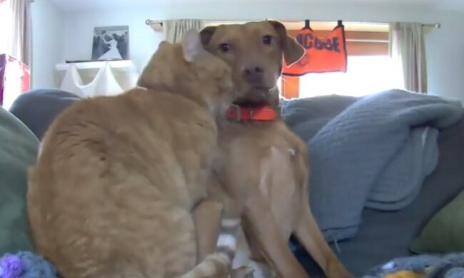 Kot pociesza psa po tym, jak właścicielka musiała zostawić ich samych w domu. Ten film podważa pewne powiedzenie