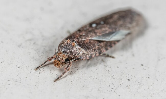 Mole spożywcze/Pexels
