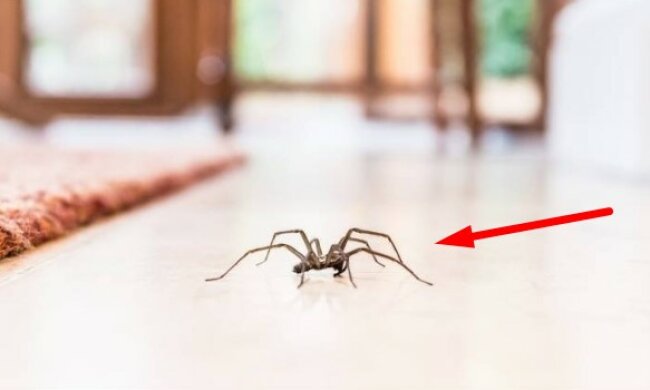 Jeśli zauważysz pająka w domu, nie likwiduj go. Kto wyniesie go na zewnątrz, ten nie pożałuje