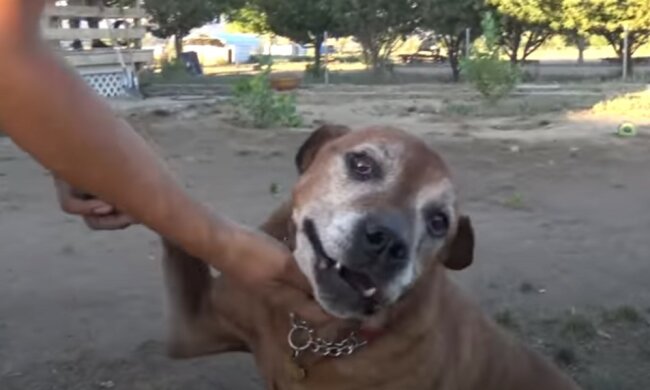 Pumba/screen Youtube @Hope For Paws