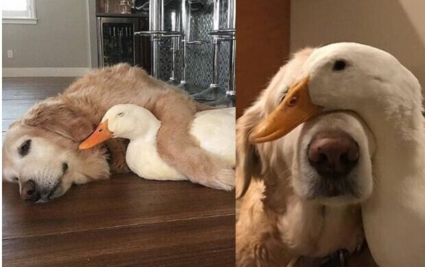 Ta nietypowa para podbiła serca wielu ludzi. Niezwykła przyjaźń psa i kaczki nie zna granic