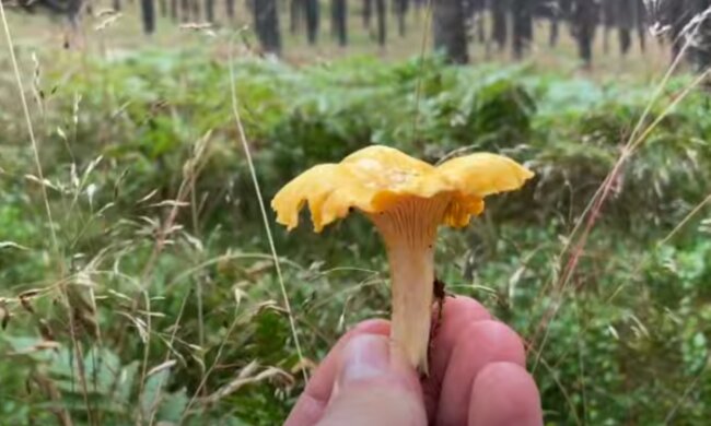 Kurka/YouTube @Dawid Oskar Borzestowscy