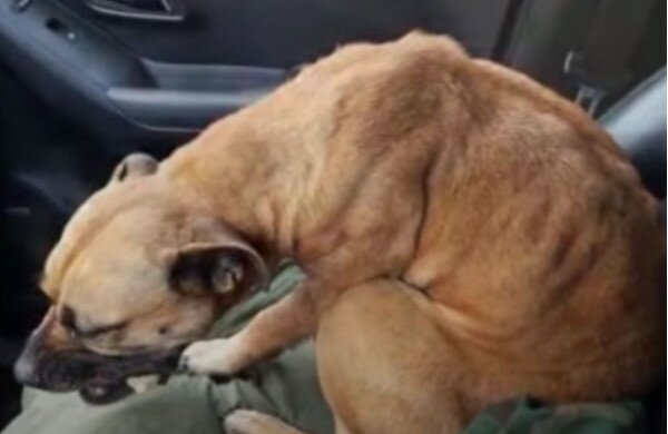 Samochód z otwartymi drzwiami na pustyni był jedyną szansą ucieczki chorego zwierzęcia