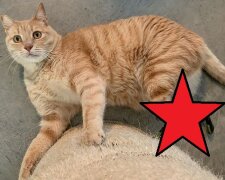 Poruszająca historia kota o imieniu Vito. To pierwszy czworonóg ze sportowymi protezami [ZDJĘCIA]