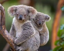 Koala/YouTube @Planeta zwierząt