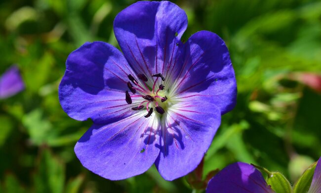 Geranium, źródło: Pixabay