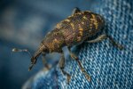 pluskwy @pexels