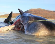 Na brzegu szkockiej wyspy Harris znaleziono wieloryba. Co znajdowało się w jego brzuchu