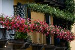 5 roślin idealnych na słoneczny balkon. Upały im niestraszne