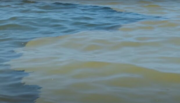 Sinice w wodach Bałtyku/YouTube @Efek