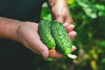 ogórki @pexels