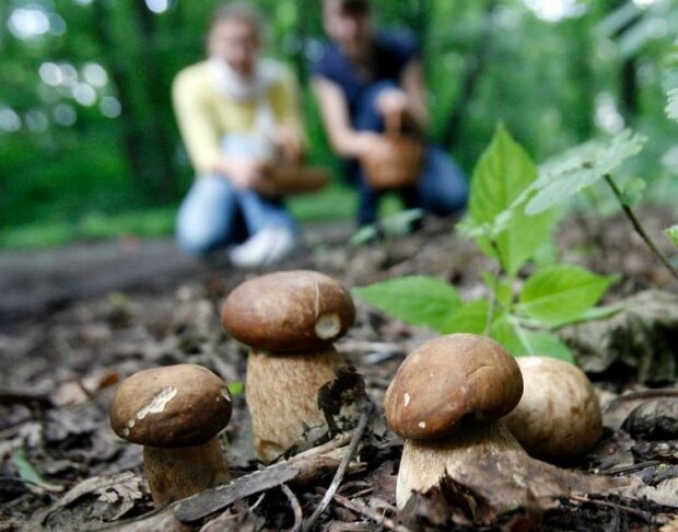 Nowy grzyb podbija polskie lasy! Czy przez to znikną popularne borowiki?