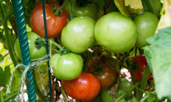 Pomidory/YT @California Gardening