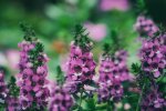 angelonia @pexels