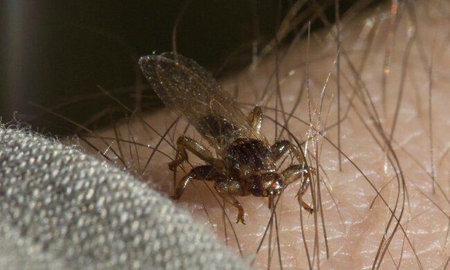 Latający kleszcz fot. zdrowie gazeta