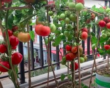 Pomidory / YouTube:  DIY Urban Gardening