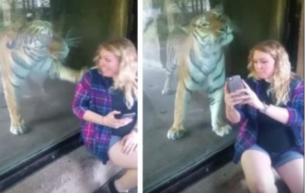 Ciężarna chciała zrobić sobie zdjęcie z tygrysem, kiedy nagle stało się to. Wszystko nagrali jej przyjaciele