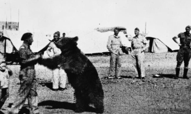 Niezwykła historia niedźwiedzia Wojtka. Żołnierza armii gen. Andersa