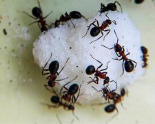 Mrówki opanowały Twoją przestrzeń? Ten łatwy sposób pomoże pozbyć się ich na zawsze