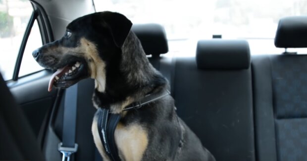 Skandaliczne zachowanie właścicieli psa: zostawili zwierzę w samochodzie w pełnym słońcu. Konieczna była interwencja