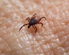 Domowy sposób na kleszcze. Ten zapach może pomóc odstraszyć groźne pajęczaki