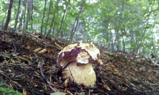 Sezon grzybobrania rozpoczęty. Jakie miejsca są najlepsze na zbiory i jakie gatunki można znaleźć?