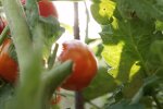 Pomidory, źródło: YouTube/Next Level Gardening