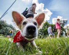 Do kina z czworonogiem? Wiemy, gdzie w Polsce na seans można zabrać psa!