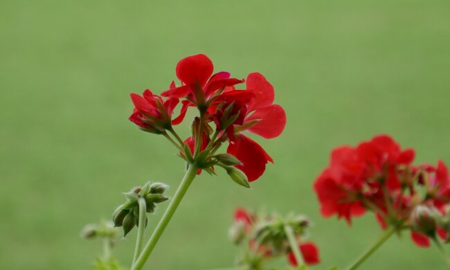 Pelargonia/Pixabay