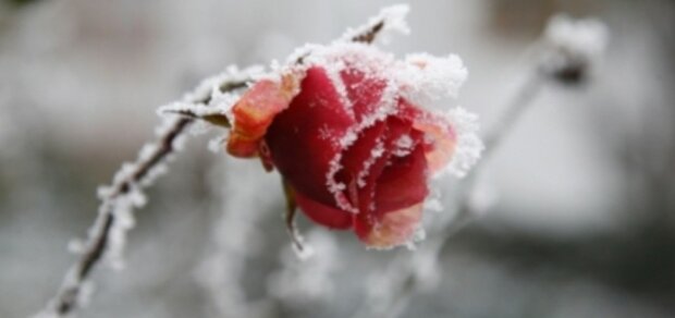 Sposoby ochrony róż przez zimowym mrozem. To uratuje rośliny przed zniszczeniem