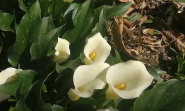 źródło: YouTube/Ogród Macieja i Rośliny egzotyczne