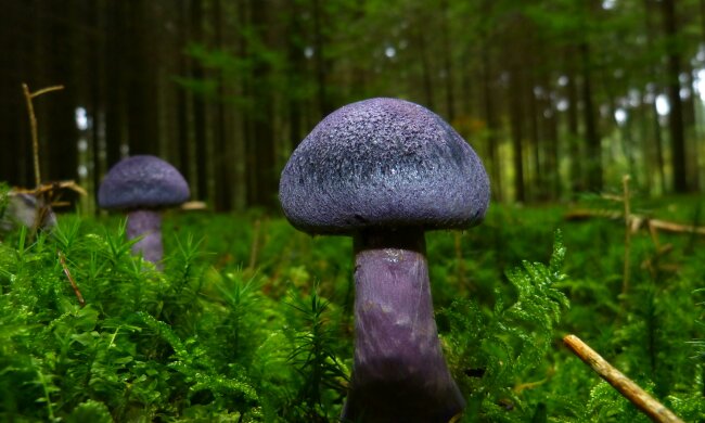 grzyby @pexels