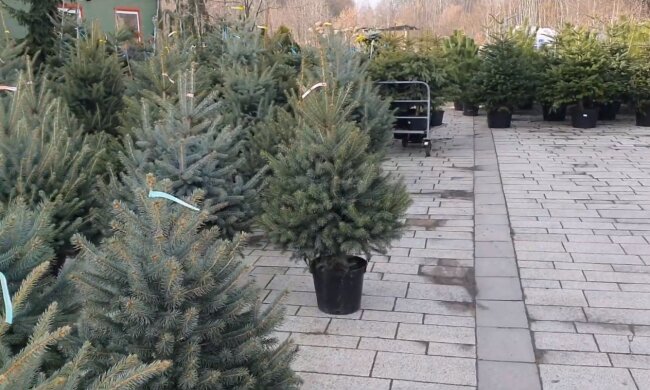 Choinki. Źródło: Youtube infouprawa