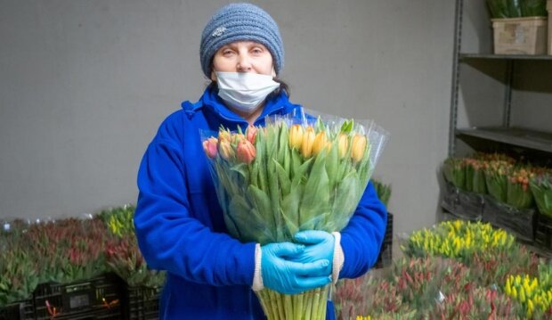 Czy 100 tysięcy tulipanów się zmarnuje? Źródło: Fakt.pl