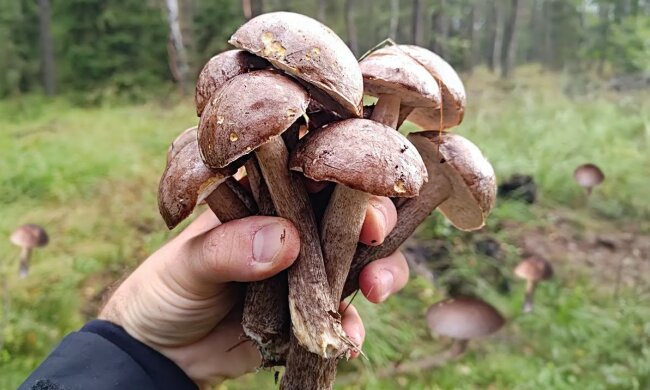 Grzybobranie/YT @bonkol