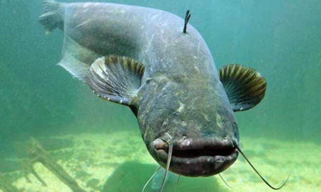 Ogromne sumy w Wiśle. Okaz mierzący 215 cm robi wrażenie