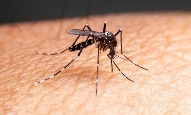 Skuteczny sposób na komary, źródło: TVP Info