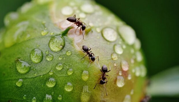 Te proste domowe sposoby pomogą poradzić sobie z mrówkami