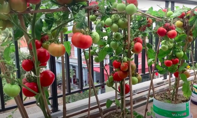Pomidory / YouTube:  DIY Urban Gardening