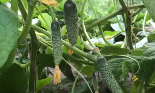 Ogórki, źródło: YouTube/Productive Garden