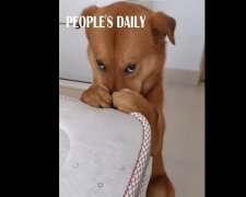 pies, screen Youtube @PeoplesDaily